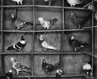 fazel_sheikh-pigeons_india