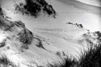 richard_billingham-dune