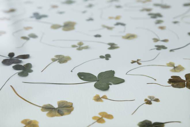 © Tacita Dean. Four, Five, Six, Seven and Nine Leaf. Clover Collection, 1972–present. © Courtesy the artist; Frith Street Gallery, London and Marian Goodman Gallery, New York/Paris. Photo: Augustin Garza